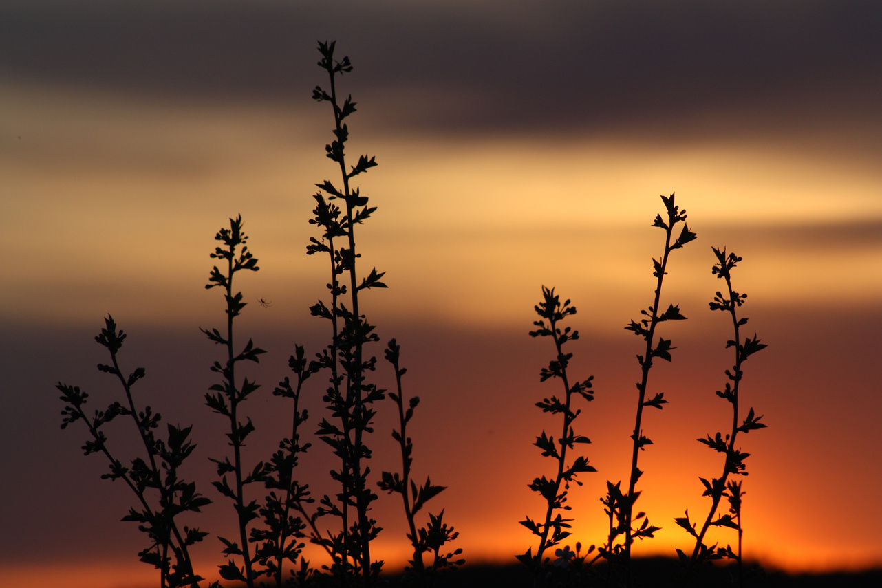 Nature Blooms in Sunset
